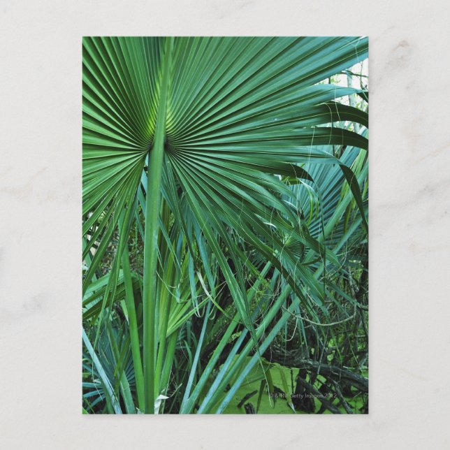 Postal Islas Vírgenes de los Estados Unidos, Santo Tomás, (Anverso)