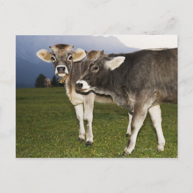 Postal Italia, Alto Adige (Anverso)