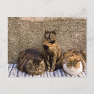 Postal Italia, Cinque Terre, Vernazza. Tres gatos