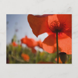 Postal Italia, Toscana, Amapolas de verano en Toscana Wid