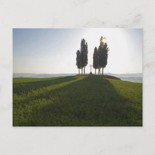 Postal Italia, Toscana, Cipreses en Toscana con
