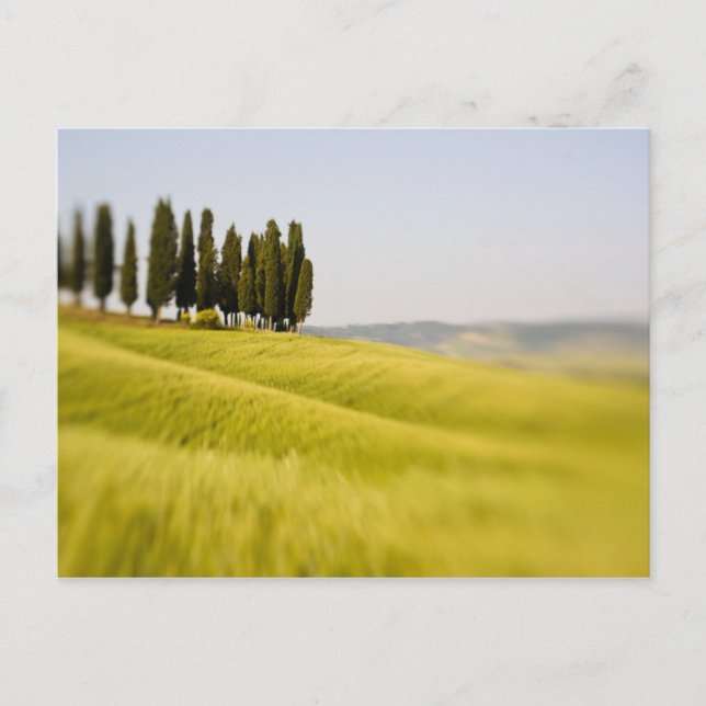 Postal Italia Toscana, cipreses selectivos (Anverso)