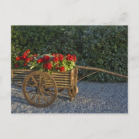 Italia, Toscana. Geranios rojos se desbordan de un