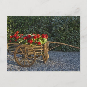 Postal Italia, Toscana. Geranios rojos se desbordan de un