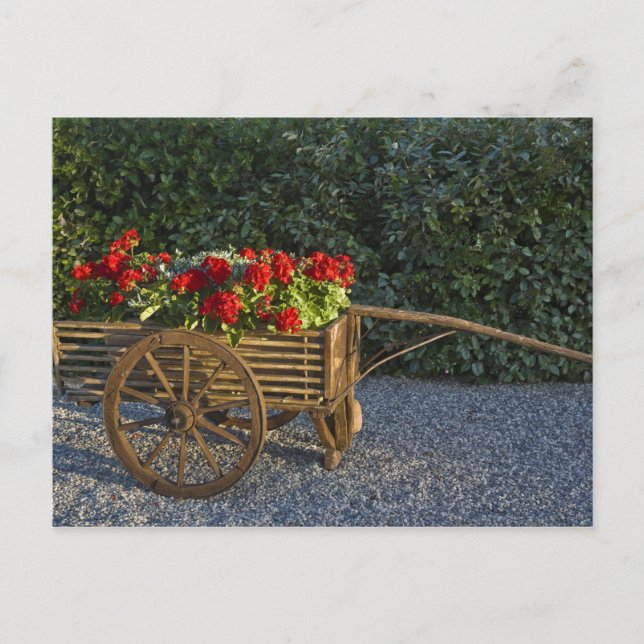 Postal Italia, Toscana. Geranios rojos se desbordan de un (Anverso)