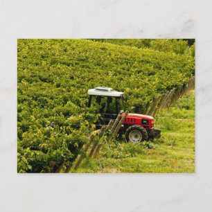 Postal Italia, Toscana, Greve. Pickers trabajando durante