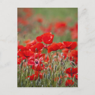 Postal Italia, Toscana, Masa de amapolas de verano en