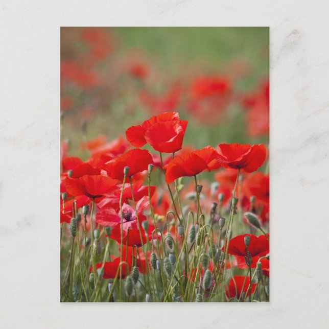 Postal Italia, Toscana, Masa de amapolas de verano en (Anverso)