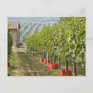 Postal Italia, Toscana, Montalcino. Contenedores de cosec