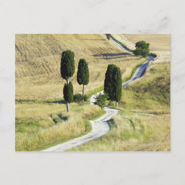 Postal Italia, Toscana, Pienza, d'Orcia de Val, Cypress (Anverso)