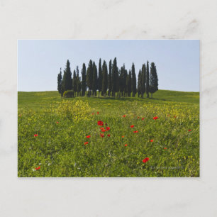 Postal Italia, Toscana, Val D'Orcia, Paisaje