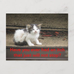 Postal Itchy Kitten