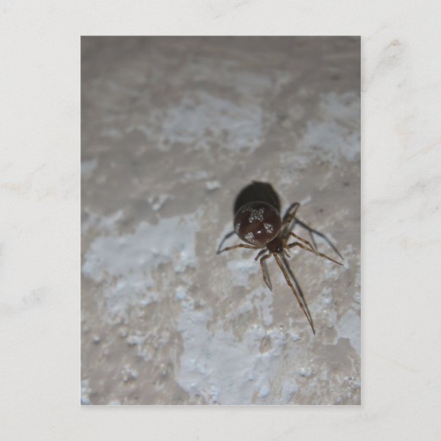 Postal Itsy Bitsy Spider #3 (Anverso)