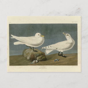 Postal Ivory Gull - Los pájaros de Estados Unidos de John