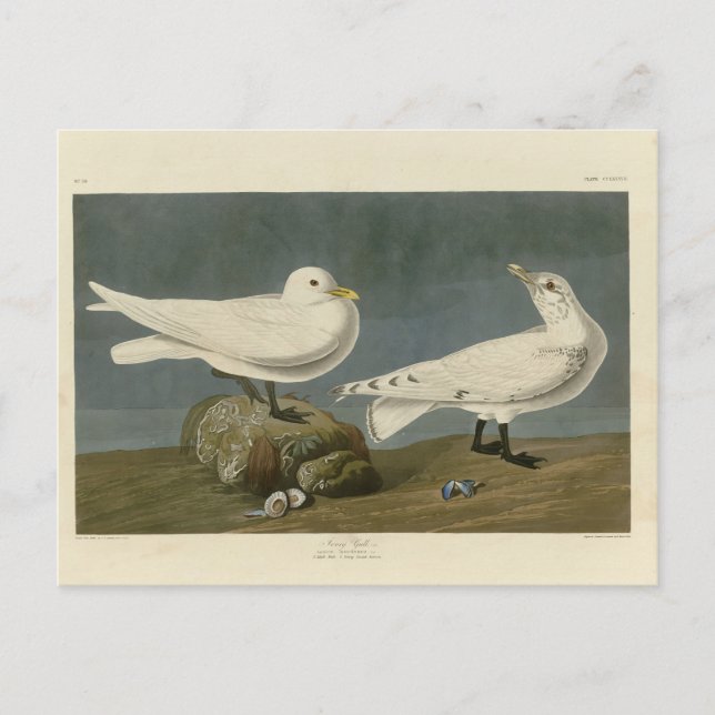Postal Ivory Gull - Los pájaros de Estados Unidos de John (Anverso)