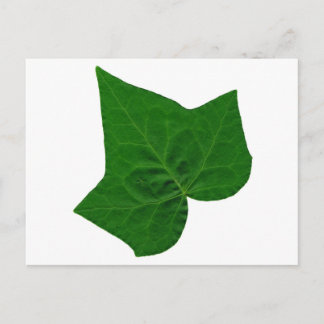 Postal Ivy