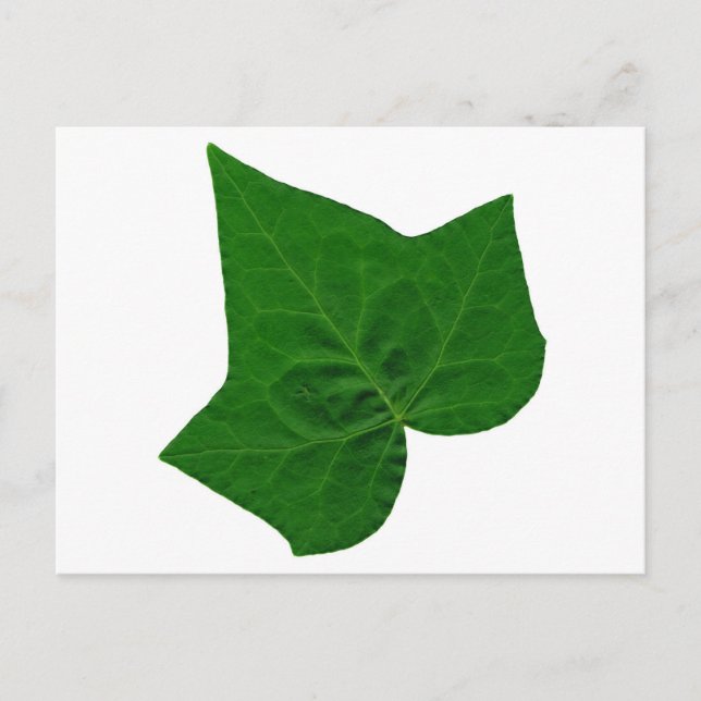Postal Ivy (Anverso)
