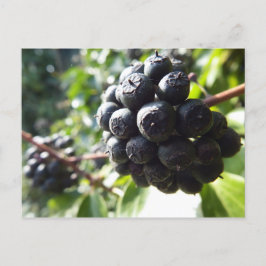 Postal Ivy Berries Postcard