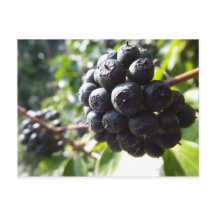 Ivy Berries Postcard