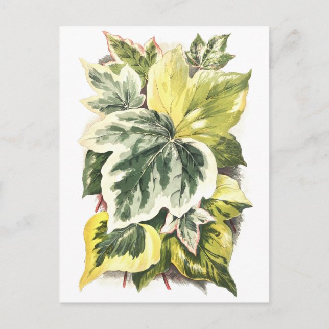 Postal Ivy deja Ilustracion botánico vintage (Anverso)