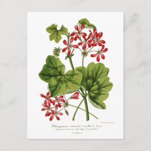 Postal Ivy-leaf Geranium