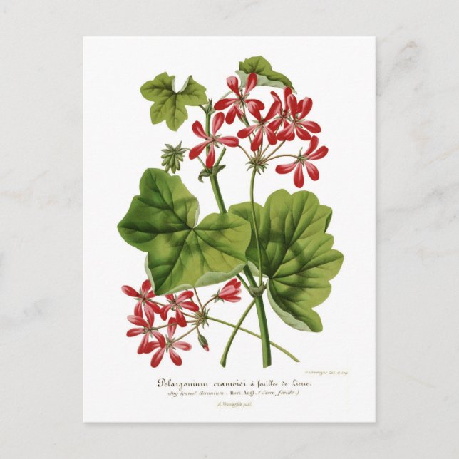 Postal Ivy-leaf Geranium (Anverso)