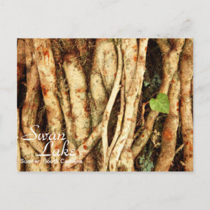 Postal Ivy on Oak
