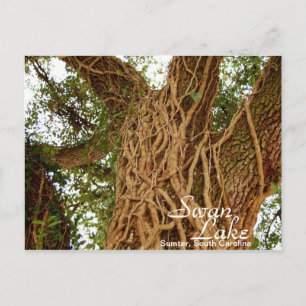 Postal Ivy on Oak II