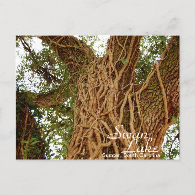 Postal Ivy on Oak II (Anverso)