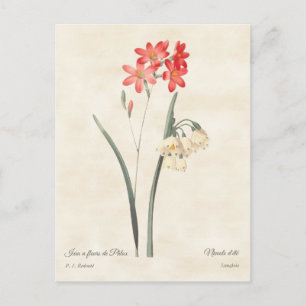 Postal Ixia rosa coral Vintage Botánica