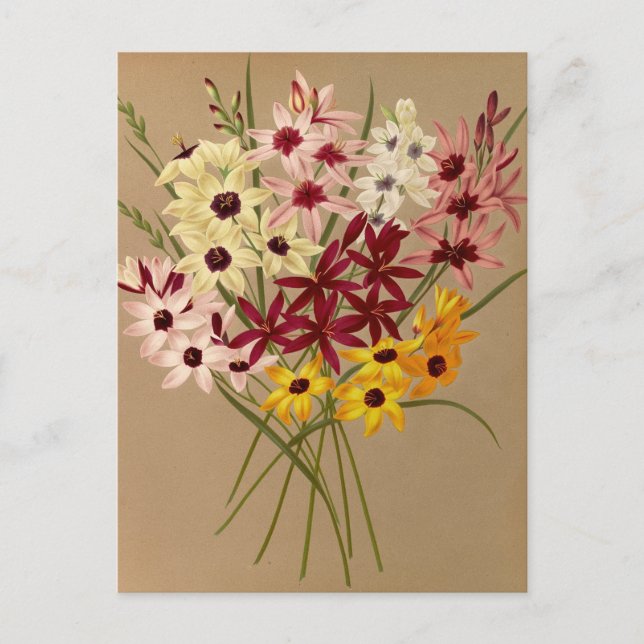 Postal Ixias híbridas por Arentina Hendrica Arendsen (Anverso)