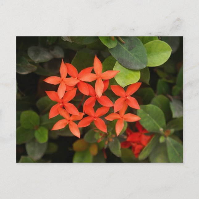 Postal Ixora Coccinea - Flores rojas (Anverso)