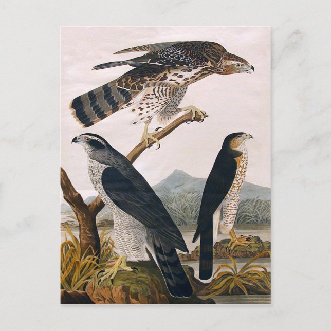 Postal J.J. Audubon (Goshawk, Stanley Hawk) (1829) (Anverso)