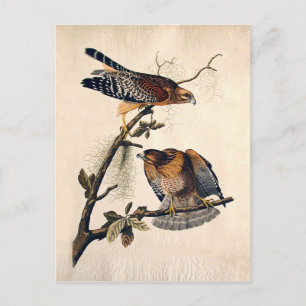 Postal J.J. Audubon (Halcón Rojo Con Hombro) (1829)