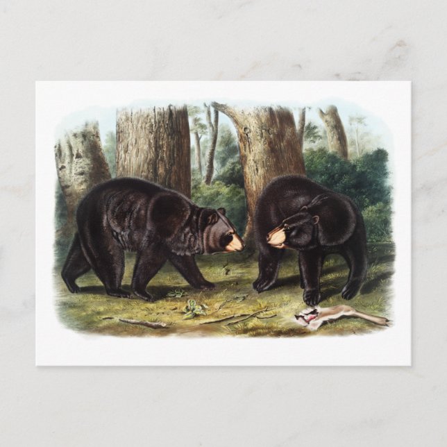 Postal J.W. Audubon - Oso Negro Ursus Americanus (Anverso)