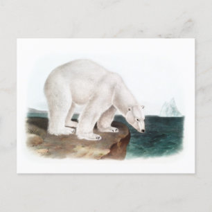 Postal J.W. Audubon - Oso Polar Ursus Maritimus