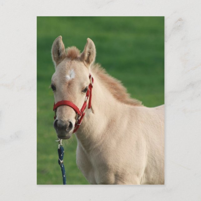 Postal Jac (Anverso)