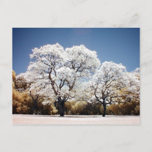 Postal Jacaranda