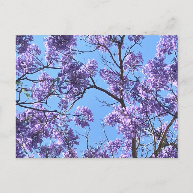 Postal Jacaranda (Anverso)