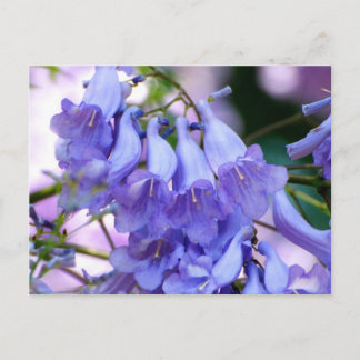 Postal Jacaranda Blossoms