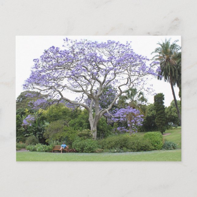 Postal Jacaranda Tree (Anverso)
