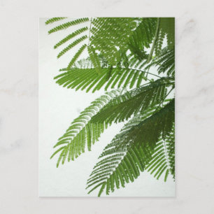 Postal Jacaranda Tree Leaves