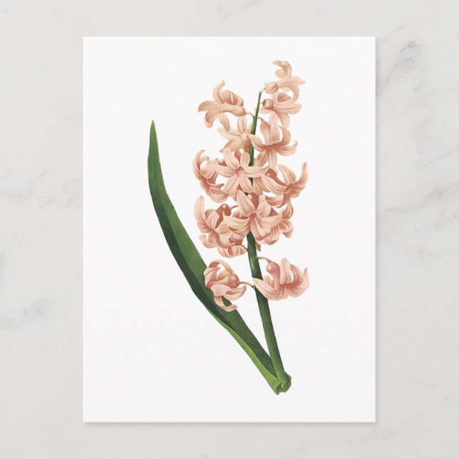 Postal jacinto de jardín (Hyacinthus orientalis) de Redou (Anverso)