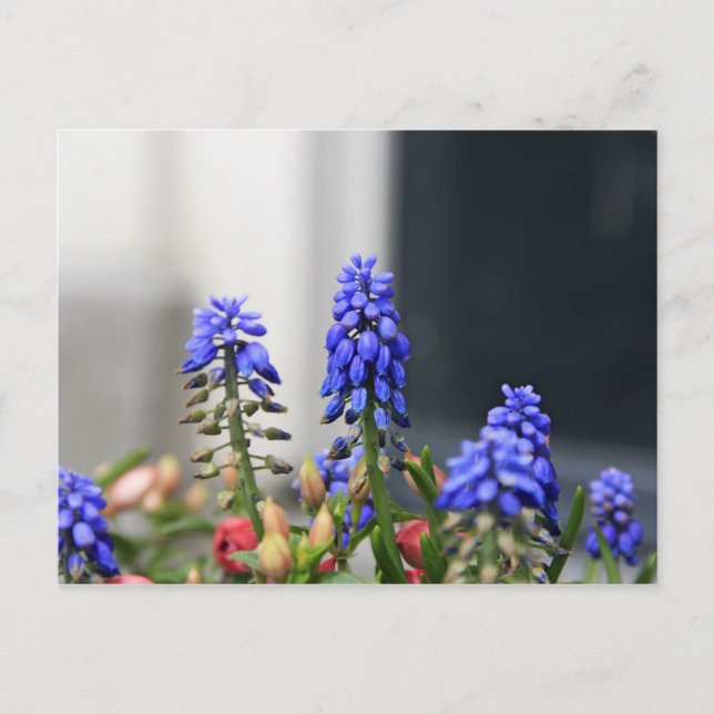 Postal jacinto de uva (Anverso)