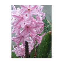 Jacinto Flor de Rosa Alegre Después de la Lluvia d