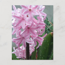 Postal Jacinto Flor de Rosa Alegre Después de la Lluvia d