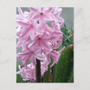 Postal Jacinto Flor de Rosa Alegre Después de la Lluvia d