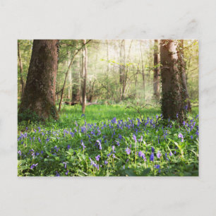 Postal Jacintos salvajes en el bosque de Ghlin en Bélgica