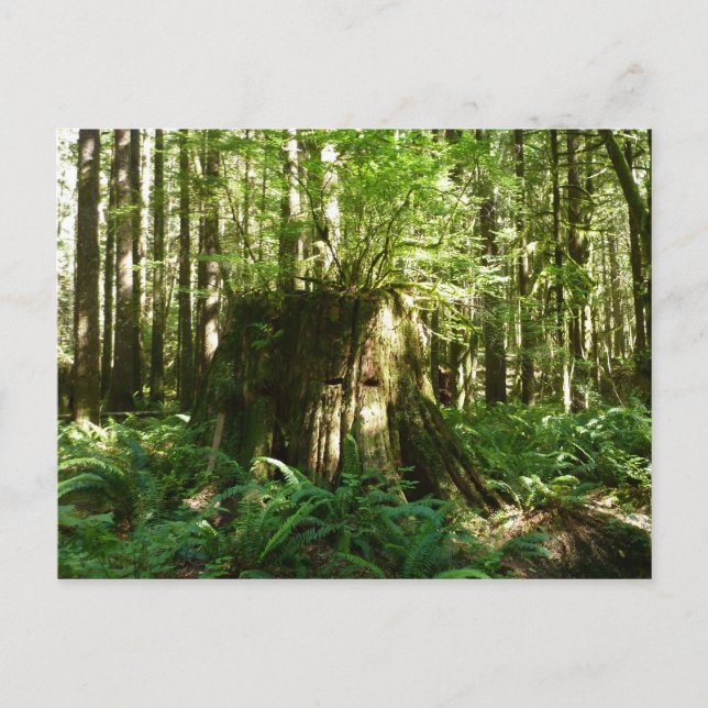 Postal Jack in the Green (Anverso)