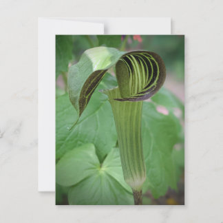 Postal Jack-In-The-Pulpit